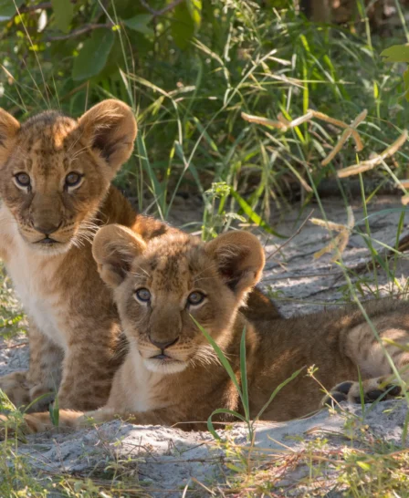 kwando lebala lion cubs