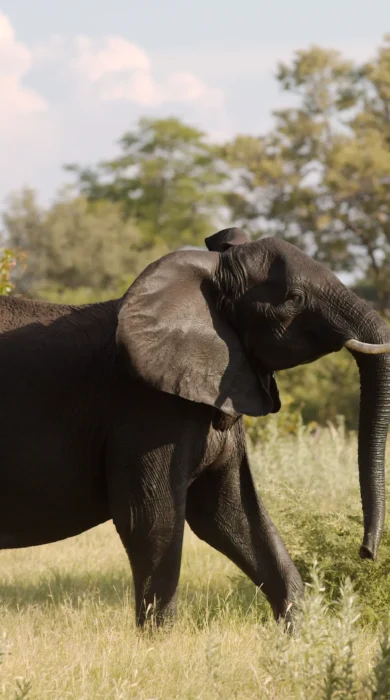 kwando lebala tracker and elephant