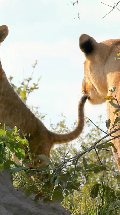 Lion Cub, Lagoon Camp, Kwando Reserve, Botswana