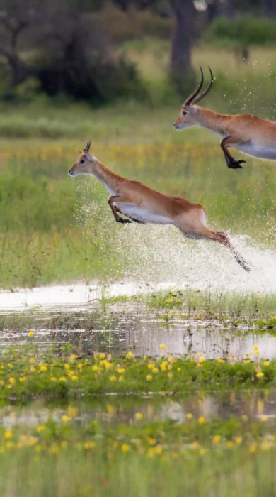 Antelope, Lagoon Camp, Kwando Reserve, Botswana
