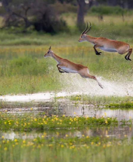 Antelope, Lagoon Camp, Kwando Reserve, Botswana