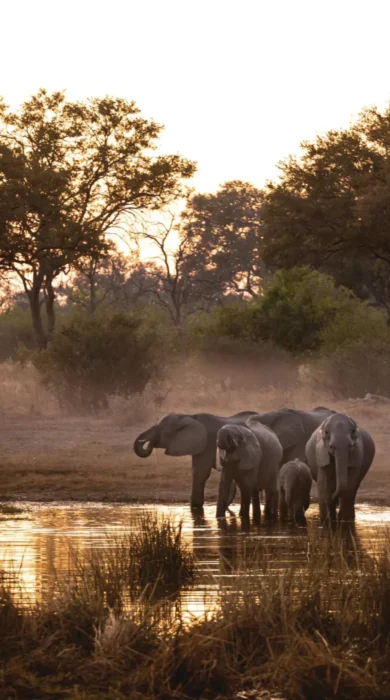 Elephants, Selinda Explorers, Linyanti, Botswana