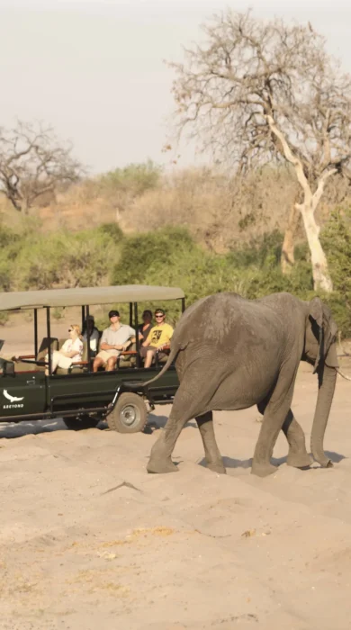 &Beyond Chobe Under Canvas game drive 2