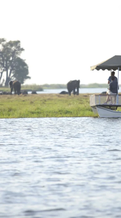 &Beyond Chobe Under Canvas elephants river