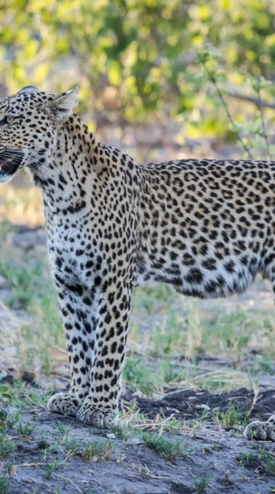 Leopard, Savute Safari Lodge, Savute, Botswana