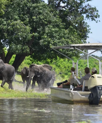 ichingo chobe river lodge game botswana yellow zebra safaris