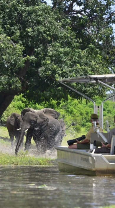 ichingo chobe river lodge game botswana yellow zebra safaris
