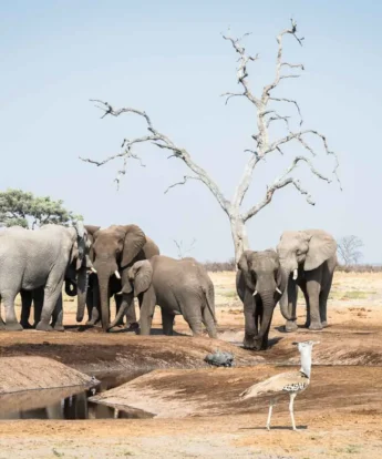 camp savuti botswana elephants yellow zebra safaris