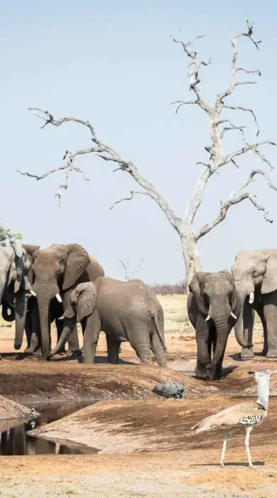 camp savuti botswana elephants yellow zebra safaris