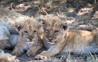 camp savuti botswana wildlife yellow zebra safaris