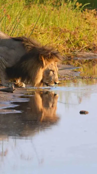 Camp Savuti Wildlife lion botswana yellow zebra safaris