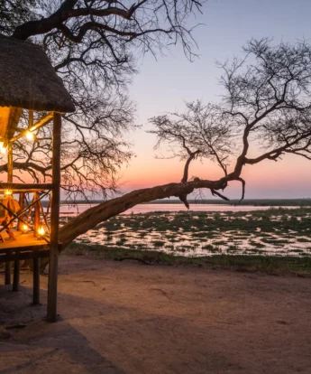 camp linyanti botswana sunset yellow zebra safaris