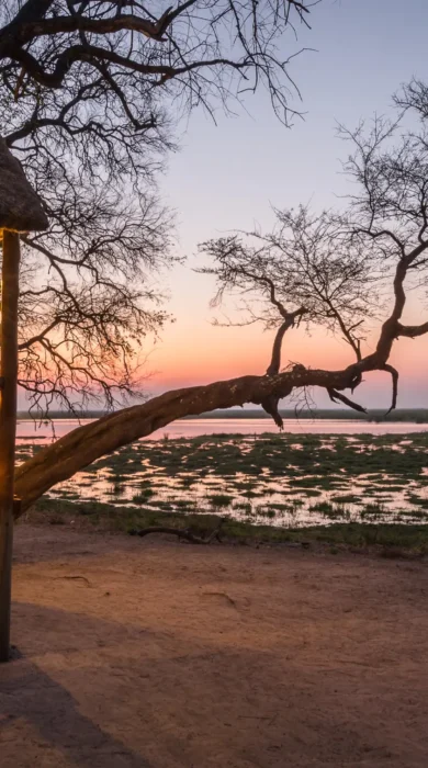 camp linyanti botswana sunset yellow zebra safaris