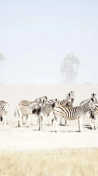 San Camp Luxury Safaris Botswana (25)