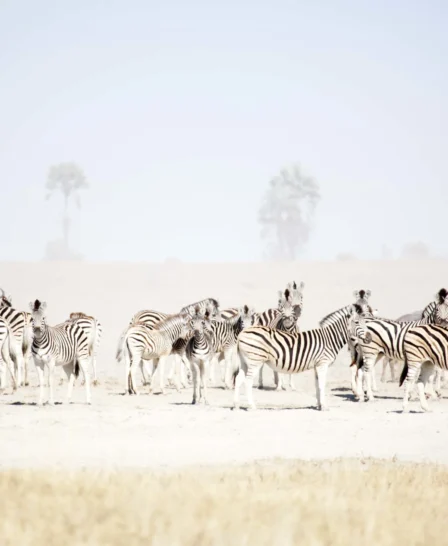 San Camp Luxury Safaris Botswana (25)