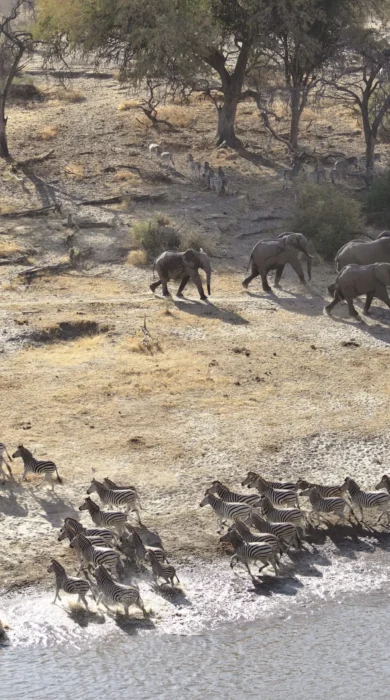 meno a kwena migration botswana yellow zebra safaris