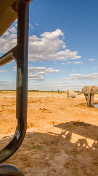 nxai pan game drive botswana yellow zebra safaris