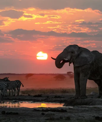 nxai pan sunset botswana yellow zebra safaris