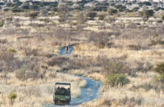 tau pan game drive botswana yellow zebra safaris
