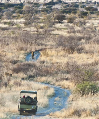 tau pan game drive botswana yellow zebra safaris