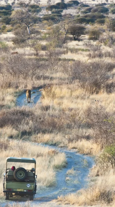 tau pan game drive botswana yellow zebra safaris