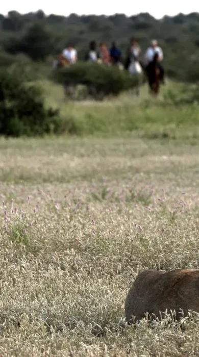 Mashatu Horse Safaris 22