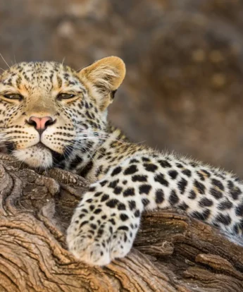 Mashatu Leopard 31