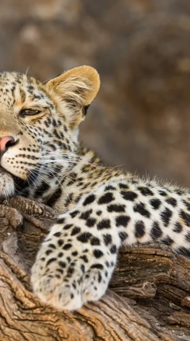 Mashatu Leopard 31