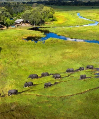 elephants in the bush, Khwai leadwood under thatch, botswana