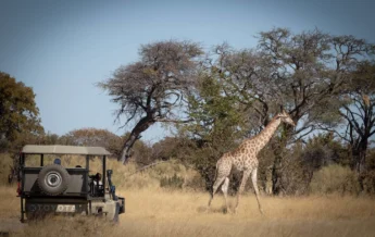 Botswana Game Drive