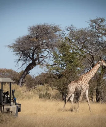 Botswana Game Drive
