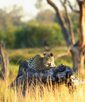 leopard khwai bush camp botswana