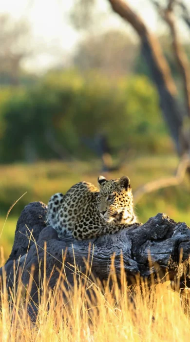 leopard khwai bush camp botswana