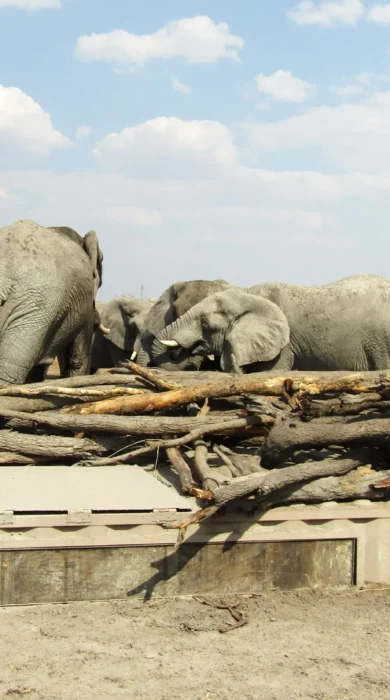 Hyena Pan Safari Hide