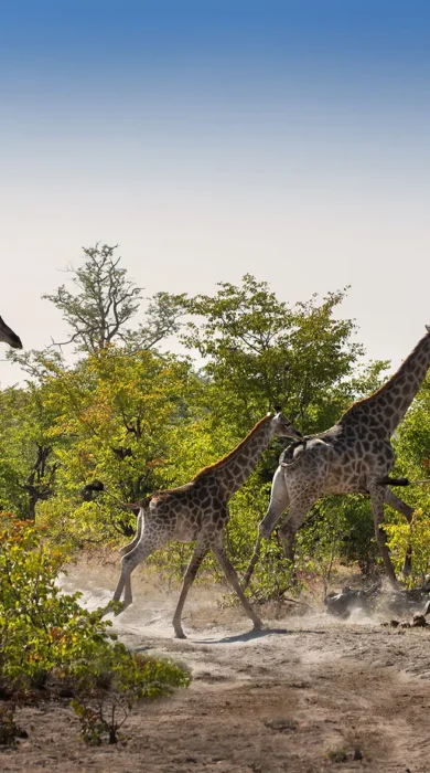 Botswana Giraffes
