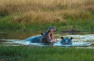 little machaba hippos botswana yellow zebra safaris