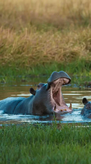 little machaba hippos botswana yellow zebra safaris