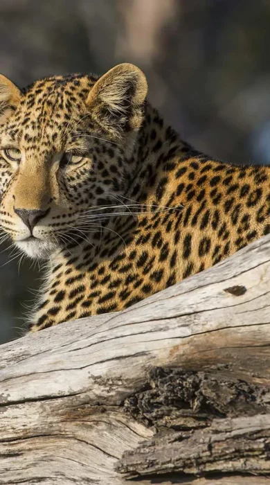 Leopard wildlife in the Linyanti