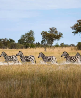 zebra herd, okavango explorers camp, selinda game reserve, botswana