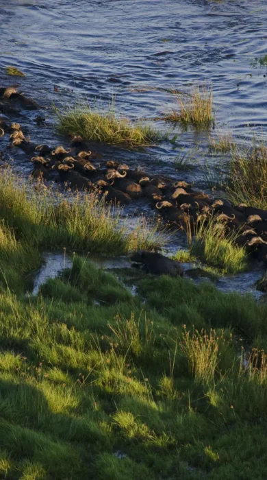 Buffalo, Sitatunga Private Island Camp, Okavango Delta, Botswana