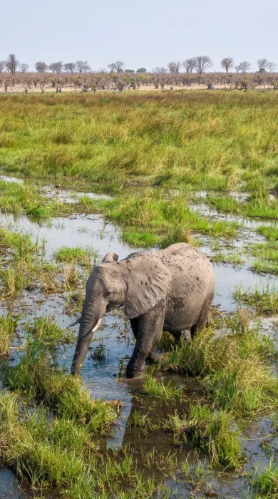 Elephants, Wilderness Mokete, Okavango Delta, Botswana