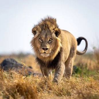 Lion, Wilderness Mokete, Okavango Delta, Botswana
