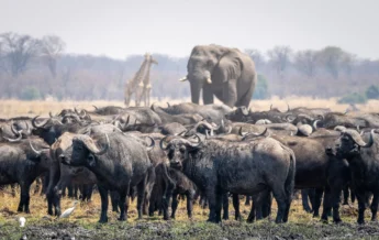 Buffalo, Wilderness Mokete, Okavango Delta, Botswana