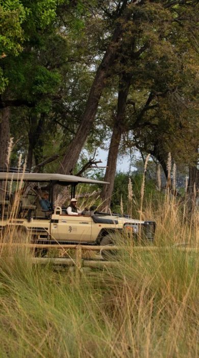 Game Drive, North Island Okavango, Botswana