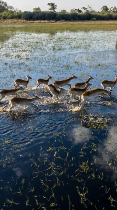 Game, North Island Okavango, Botswana