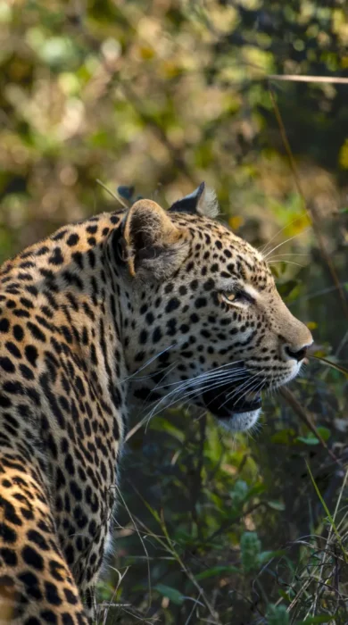 Leopard, Duke's East Camp, Okavango Delta, Botswana