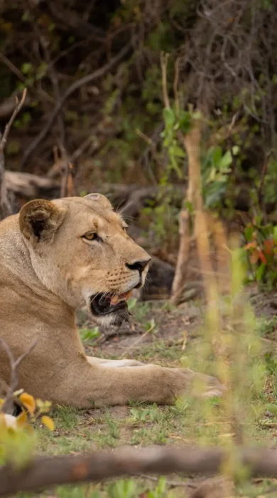 Lion, Karangoma, Okavango Delta, Botswana