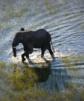 Elephant, Setari Camp, Okavango Delta, Botswana