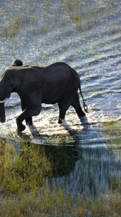 Elephant, Setari Camp, Okavango Delta, Botswana