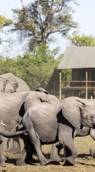 Elephants, Mokolwane, Okavangao Delta, Botswana